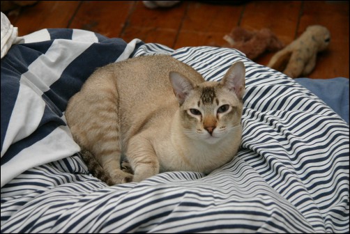 2016 Jan - Janus 20 months